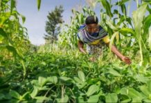 Gambia disburses D3.5M loan to farmers Gambia disburses D3.5M loan to farmers