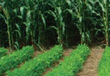 300 000 farmers adopt conservation agriculture in Zimbabwe