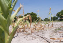 Africa Faces Highest Disaster-Related Losses at 7.4% of Agricultural GDP, FAO Report