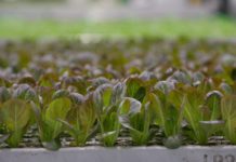 BBC Follow the Food series uncovers how agriculture is harnessing tech in attempt to secure our future