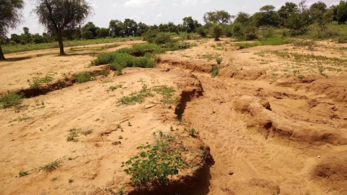 FAO launches a new tool for restoring degraded soils in Sub Saharan Africa
