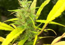 Botswana High Court grants hemp farmer permission to start production