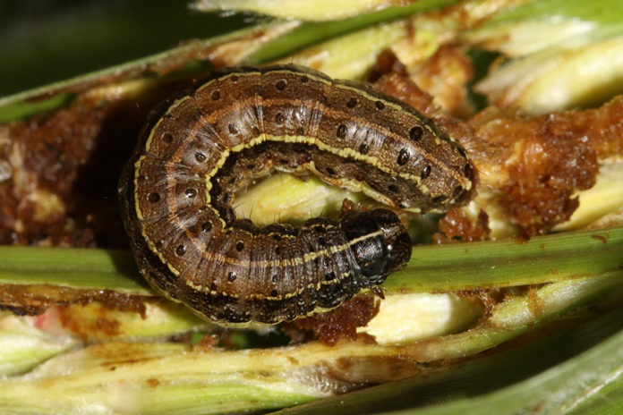 Zambia announces outbreak of fall armyworms