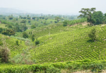 Uganda fertile land can feed 200m people; FAO Uganda fertile land can feed 200m people; FAO