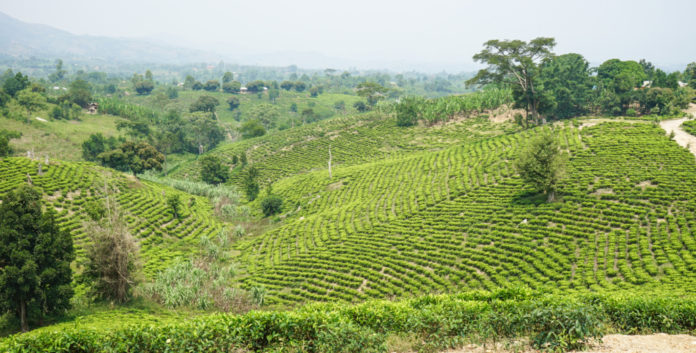 Uganda fertile land can feed 200m people; FAO
