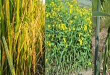 New varieties of Oats, wheat, rice, Niger crops developed in Niger New varieties of Oats, wheat, rice, Niger crops developed in Niger