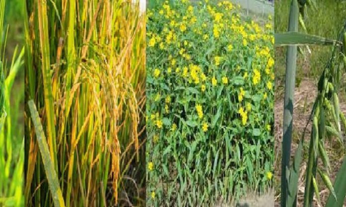 New varieties of Oats, wheat, rice, Niger crops developed in Niger