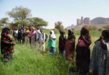 U.S. Government Investing $1.9M to Boost Fonio Exports from Mali