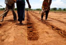 Farmers forced to replant in Northern Mozambique due to poor rains