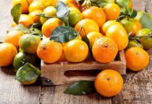 Global citrus brand with its roots in South Africa celebrates 20 years of growth