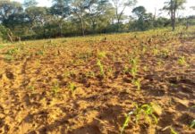 Benefits of Regenerative Agriculture