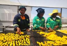Zimbabwe farmers establish dry mango processing centres