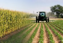 Egypt issues set of rules for farmers to protect export crops Egypt issues set of rules for farmers to protect export crops