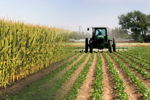 Egypt issues set of rules for farmers to protect export crops