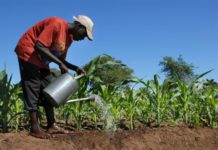 South Sudan receives US $14M grant for food security South Sudan receives US $14M grant for food security