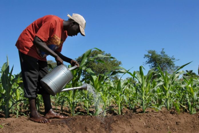 South Sudan receives US $14M grant for food security