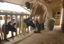 You are what your food eats