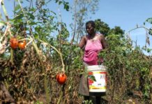 Agriculture Providing a Livelihood Buffer During COVID-19