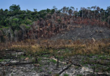 COMIFAC commits to stop deforestation by 2030 COMIFAC commits to stop deforestation by 2030