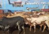 Africa’s $10bn livestock import bill exposes policy gaps in regional trade – Experts Kenya resumes livestock export to Oman after 16-year ban