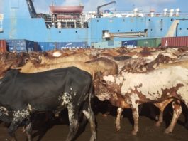 Africa’s $10bn livestock import bill exposes policy gaps in regional trade – Experts Kenya resumes livestock export to Oman after 16-year ban