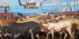 Africa’s $10bn livestock import bill exposes policy gaps in regional trade – Experts Kenya resumes livestock export to Oman after 16-year ban