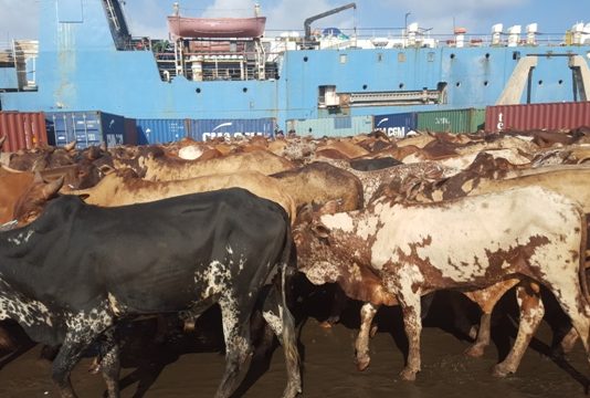Africa’s $10bn livestock import bill exposes policy gaps in regional trade – Experts Kenya resumes livestock export to Oman after 16-year ban