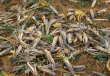 Garissa County in Kenya plea in fighting desert locusts Garissa County in Kenya plea in fighting desert locusts