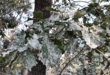 Namibia bans bird excrement harvesting as fertiliser as bird flu spreads