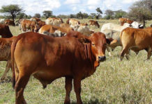 Study Shows Climate-Smart Feeding Systems Can Transform Tanzania’s Beef Sector Kenya imposes livestock movement regulations