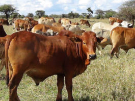 Better livestock practices could help Kenya cut methane and meet climate target Kenya imposes livestock movement regulations
