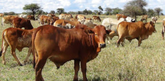 Better livestock practices could help Kenya cut methane and meet climate target Kenya imposes livestock movement regulations