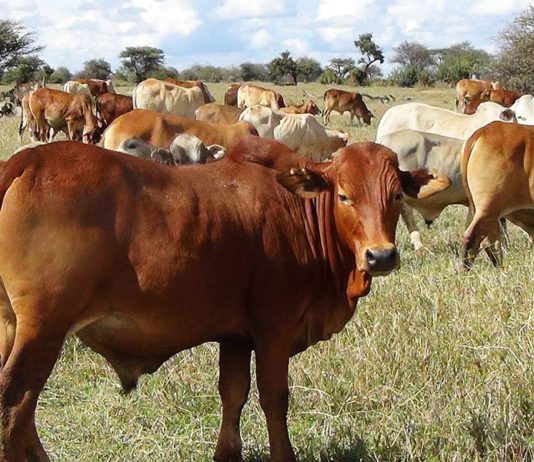 Study Shows Climate-Smart Feeding Systems Can Transform Tanzania’s Beef Sector Kenya imposes livestock movement regulations