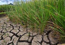IRRI scientists discover gene variants that can boost rice yields under drought conditions Kenya introduces drought-tolerant rice varieties in Taita Taveta