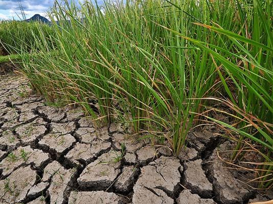 IRRI scientists discover gene variants that can boost rice yields under drought conditions Kenya introduces drought-tolerant rice varieties in Taita Taveta