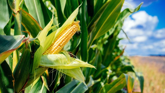Tanzania hikes price of maize