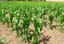 Maize production in Kenya to drop by 30% Maize production in Kenya to drop by 30%