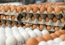 The impact of 2% genetic progress