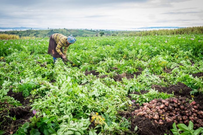 Africa, America set to improve agriculture