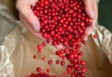 TOMRA Food optical sorters boost profitability of the wild-growing berries producer from Karelia