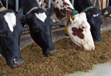 Greener pastures for dairy farming