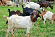 Export markets for small livestock on rise in Botswana