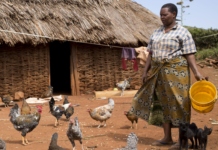 Hatchery vaccination to boost opportunities for poultry producers in Africa