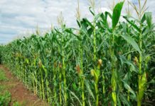 GARDJA seeks revitalisation of IV1D policy to improve agriculture productivity in Ghana GARDJA seeks revitalisation of IV1D policy to improve agriculture productivity in Ghana