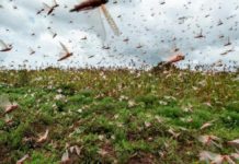 Namibia faces third locust outbreak Namibia faces third locust outbreak