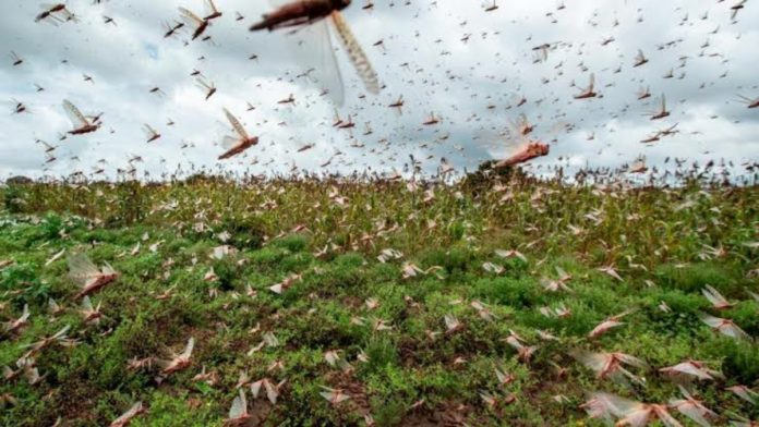Namibia faces third locust outbreak