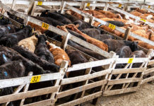 South Africa’s SwiftVEE Raises $10 Million to Transform Livestock Trading with Fintech Kenya begins construction of livestock yard at Lamu port