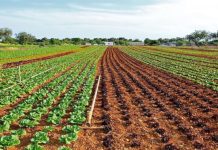 Tari unveils new areas for strategic crops cultivation Tari unveils new areas for strategic crops cultivation