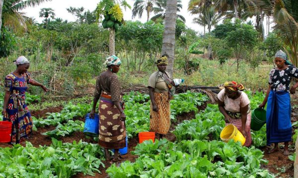 FAO, Japan seek to empower women and youth in agriculture