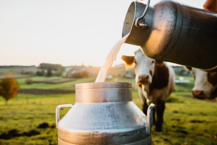 Zimbabwe’s yearly milk output records 4% increase
